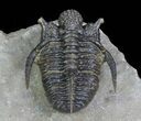 Bumpy Cyphaspis Trilobite - Ofaten, Morocco #69750-5